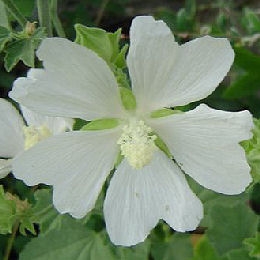 Lavatera 'Ice Cool' - Lavatera thunringiaca 'Ice Cool'