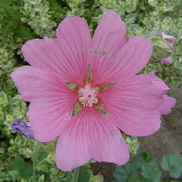 Lavatera 'Kew Rose' - Lavatera 'Kew Rose'