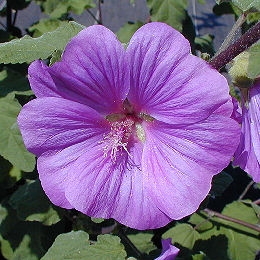 Lavatera 'Bredon Spring' - Lavatera 'Bredon Spring'