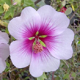 Lavatera 'Princesse de Ligne' 