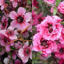 Leptospermum