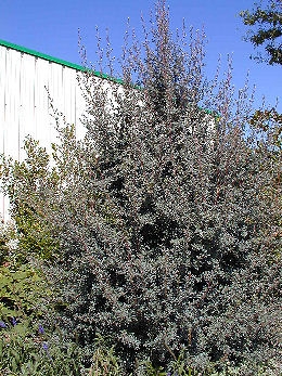 Leptospermum lanigerum Silver Sheen - Leptospermum lanigerum Silver Sheen