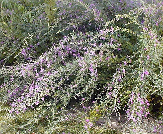 &nbsp;Lespedeza thunbergii