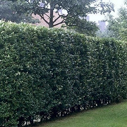 Aligustre de California - Ligustrum ovalifolium - ligustrum californicum - ligustrum medium