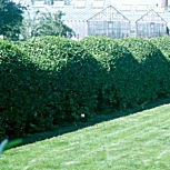 Aligustre de California - Ligustrum ovalifolium - ligustrum californicum - ligustrum medium