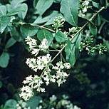 Aligustre de California - Ligustrum ovalifolium - ligustrum californicum - ligustrum medium