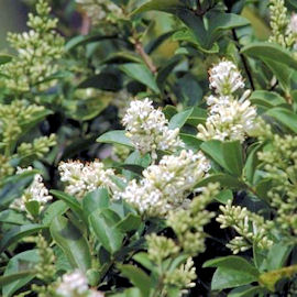 Aligustre com�n - Ligustrum vulgare 
