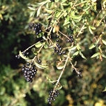 Aligustre com�n - Ligustrum vulgare 