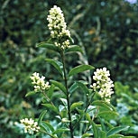 Aligustre com�n - Ligustrum vulgare 
