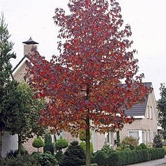 Liquid�mbar - �rbol del �mbar - Liquidambar styraciflua