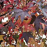Liquid�mbar - �rbol del �mbar - Liquidambar styraciflua
