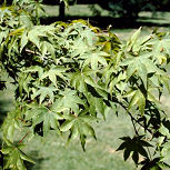 Liquid�mbar - �rbol del �mbar - Liquidambar styraciflua