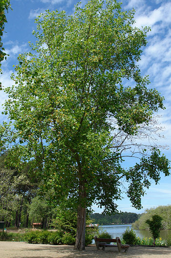 �rbol de las tulipas - Tul�pero de Virginia - Liriodendron tulipifera
