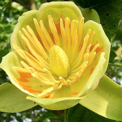 Árbol de las tulipas - Tulípero de Virginia - Liriodendron tulipifera Árbol de las tulipas - Tulípero de Virginia - Liriodendron tulipifera