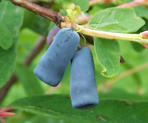 Baya de mayo 'Blue Velvet', Madreselva comestible - Lonicera kamtschatica 'Blue Velvet'