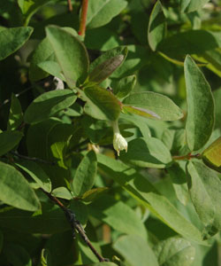 Baya de mayo 'Blue Velvet', Madreselva comestible - Lonicera kamtschatica 'Blue Velvet'