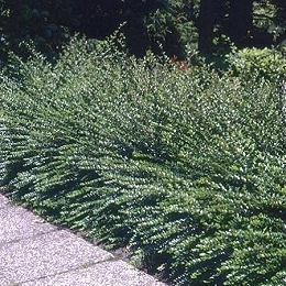 Madreselva nitida - Lonicera nitida