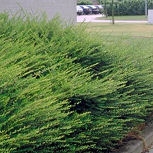 Madreselva nitida - Lonicera nitida