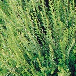 Madreselva nitida - Lonicera nitida