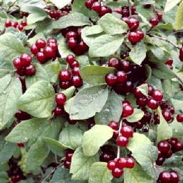 Cerecillo - Lonicera xylosteum - fruto
