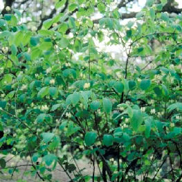 Cerecillo - Lonicera xylosteum - Follaje
