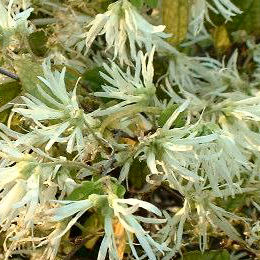 Loropetalum chinense