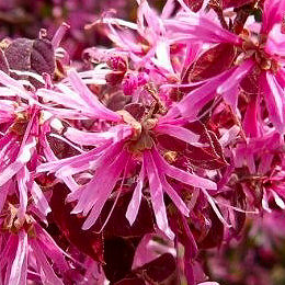 Loropetalum chinense