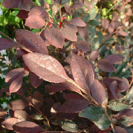 Loropetalum chinense