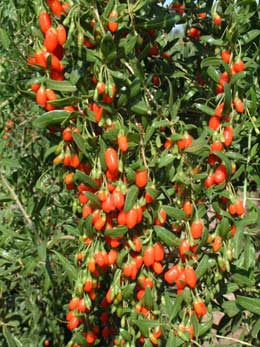Goji - Lycium barbarum