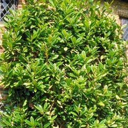 Magnolio - Magnolia grandiflora