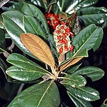 Magnolio - Magnolia grandiflora