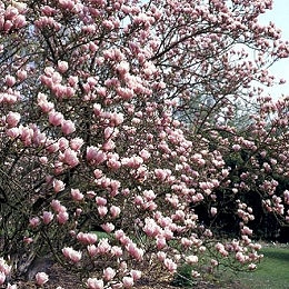 Magnolio caduco Alexandrina - �rbol tulip�n - Magnolia x soulangeana Alexandrina