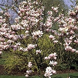 Magnolio caduco Alexandrina - árbol tulipán - Magnolia x soulangeana Alexandrina Magnolio caduco Alexandrina - árbol tulipán - Magnolia x soulangeana Alexandrina