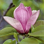 Magnolio caduco Alexandrina - árbol tulipán - Magnolia x soulangeana Alexandrina Magnolio caduco Alexandrina - árbol tulipán - Magnolia x soulangeana Alexandrina