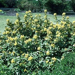 Mahonia o uva de Oreg�n - Mahonia aquifolium o berberis aquifolium