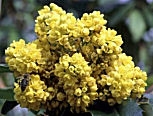 Mahonia o uva de Oreg�n - Mahonia aquifolium o berberis aquifolium