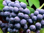 Mahonia o uva de Oreg�n - Mahonia aquifolium o berberis aquifolium