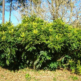 Mahonia bealei - Mahonia bealei