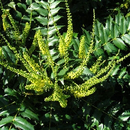 Mahonia bealei - Mahonia bealei