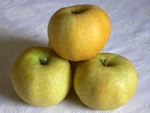 'Belchard&reg; Chantecler'
