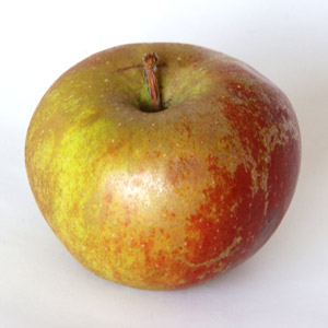 'Belle de Boskoop' 'Belle de Boskoop'