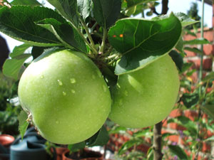 Manzano 'Granny Smith'
