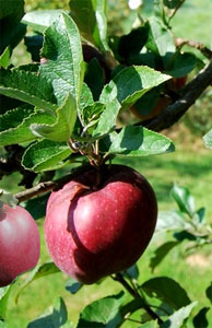 Manzano 'Starkrimson'