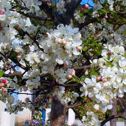 Malus perpetu� 'Evereste' - Manzano de jard�n perpetu� 'Evereste'