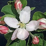 Manzano silvestre - maguillo - Malus communis - malus sylvestris - malus acerba