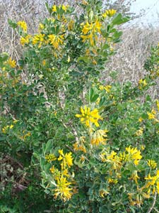 Alfalfa arb�rea - Medicago arborea