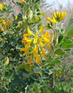 Alfalfa arb�rea - Medicago arborea