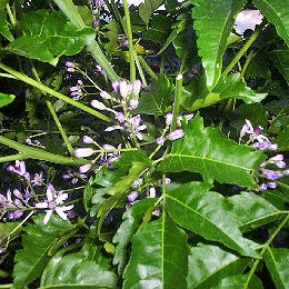 Melia - Mirabobo - Cinamomo - Melia azedarach