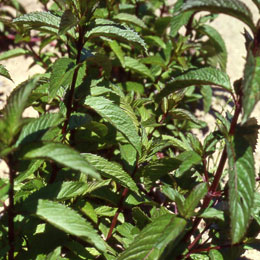 Menta piperita - Mentha piperita