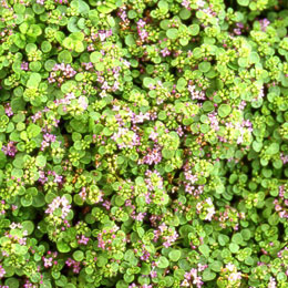Menta de C�rcega - Mentha requienii